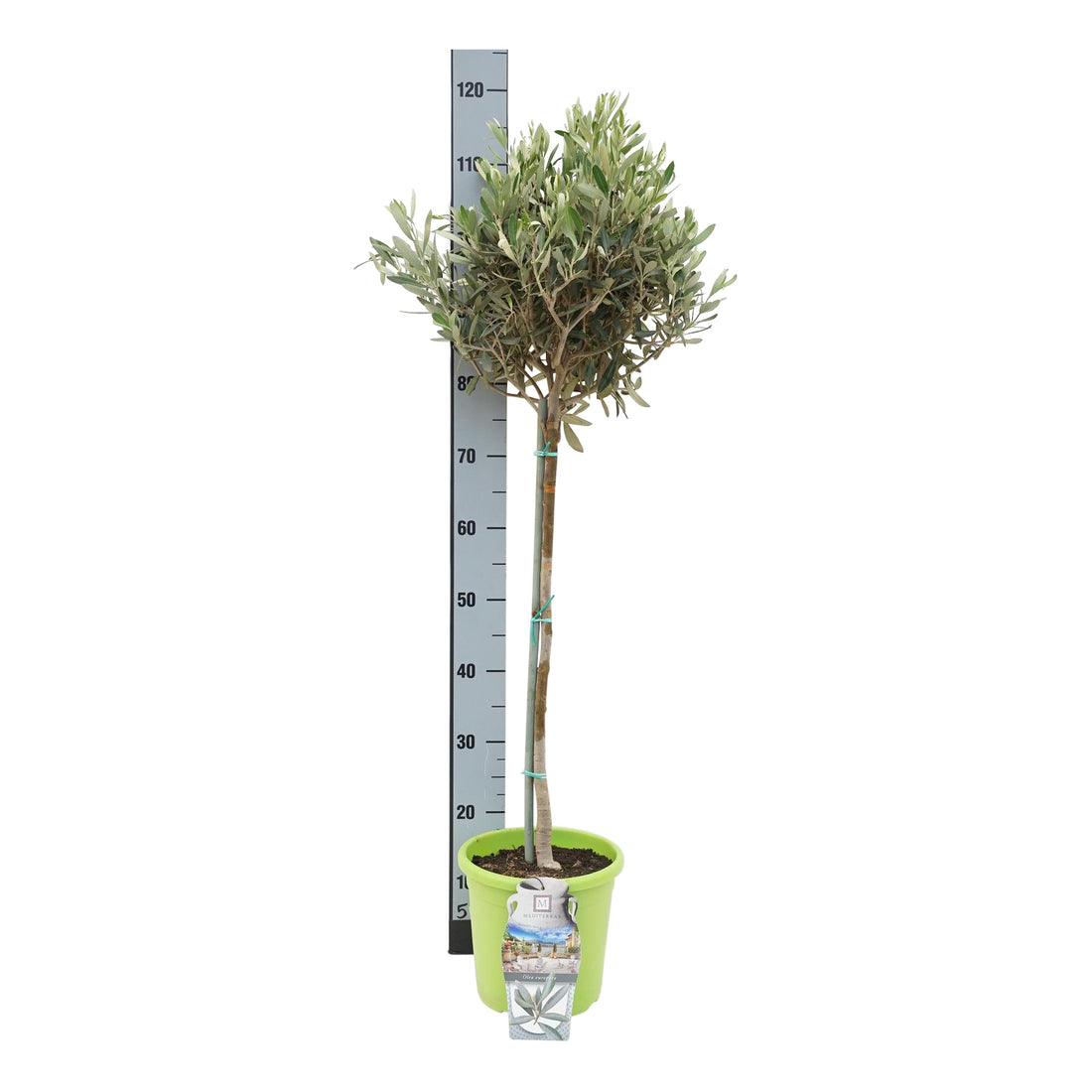 Olea europaea 50 cm stam C4 / 21 cm kruka