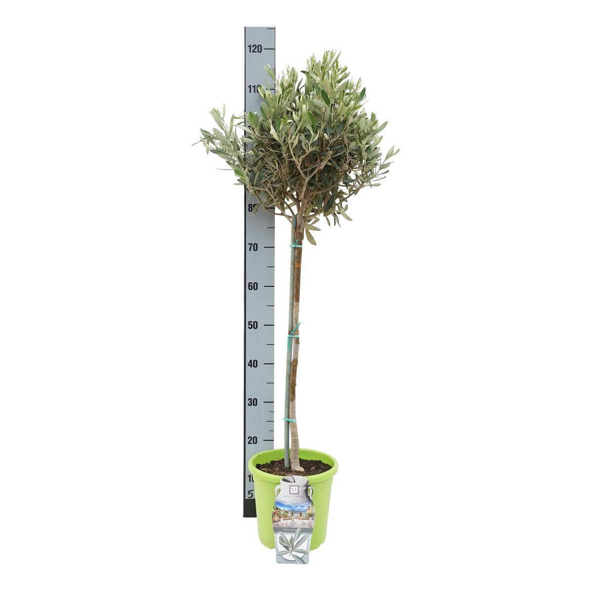 Olea europaea 50 cm stam, C4 (4 liters kruka) / 21 cm kruka