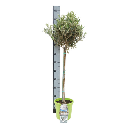 Olea europaea 50 cm stam, C4 (4 liters kruka) / 21 cm kruka