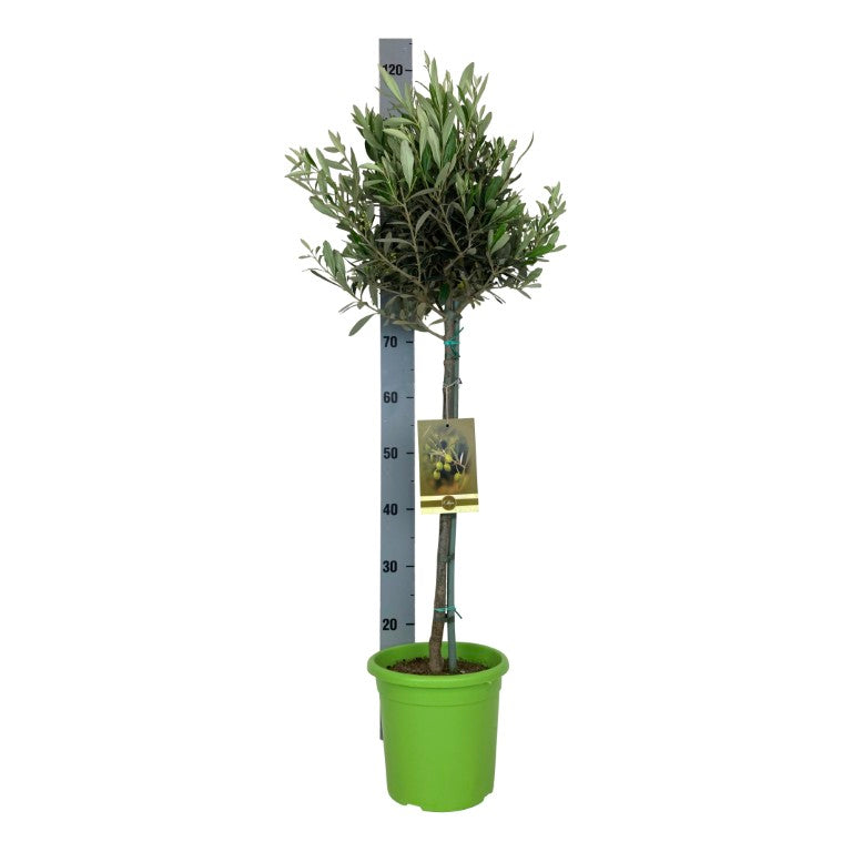 Olea europaea 50 cm stam C4 (4 liters kruka)