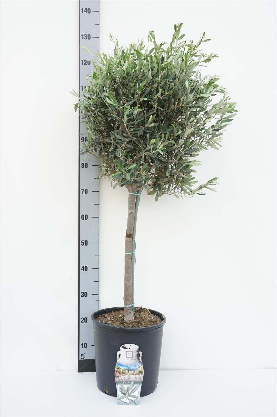 Olea europaea stam 50 cm C7,5 (7,5 liters kruka) / 26 cm kruka