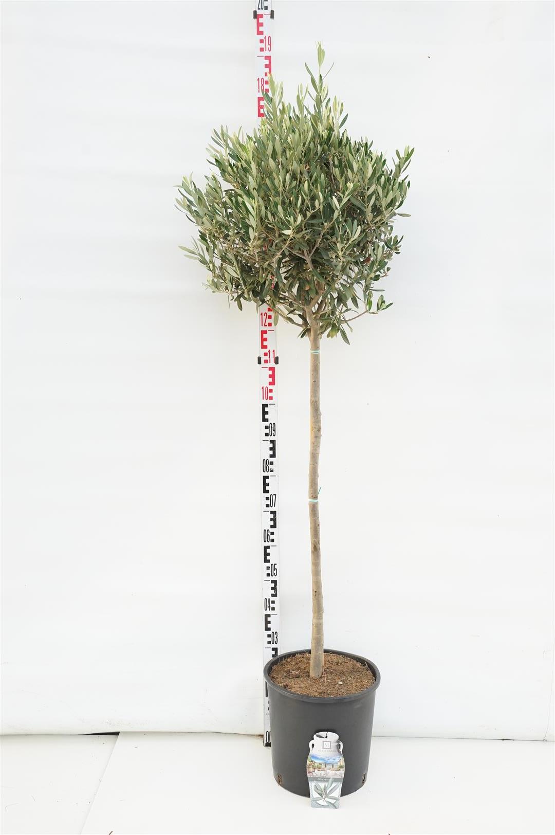 Olea europaea stam 80 cm, stamomkrets 40/50 cm, C110 (110 liters kruka)