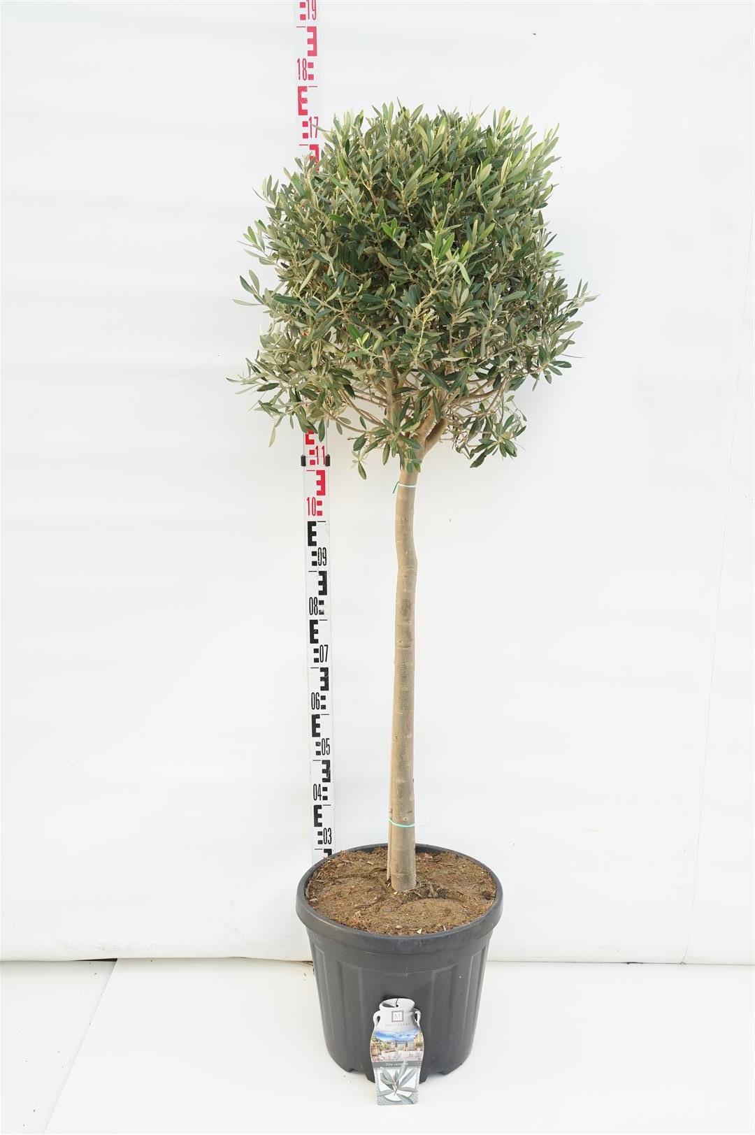 Olea europaea 80 cm stam C30 (30 liters kruka)