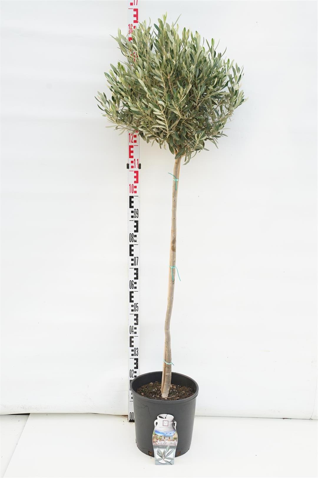 Olea europaea stam 80 cm C7,5 (7,5 liters kruka)