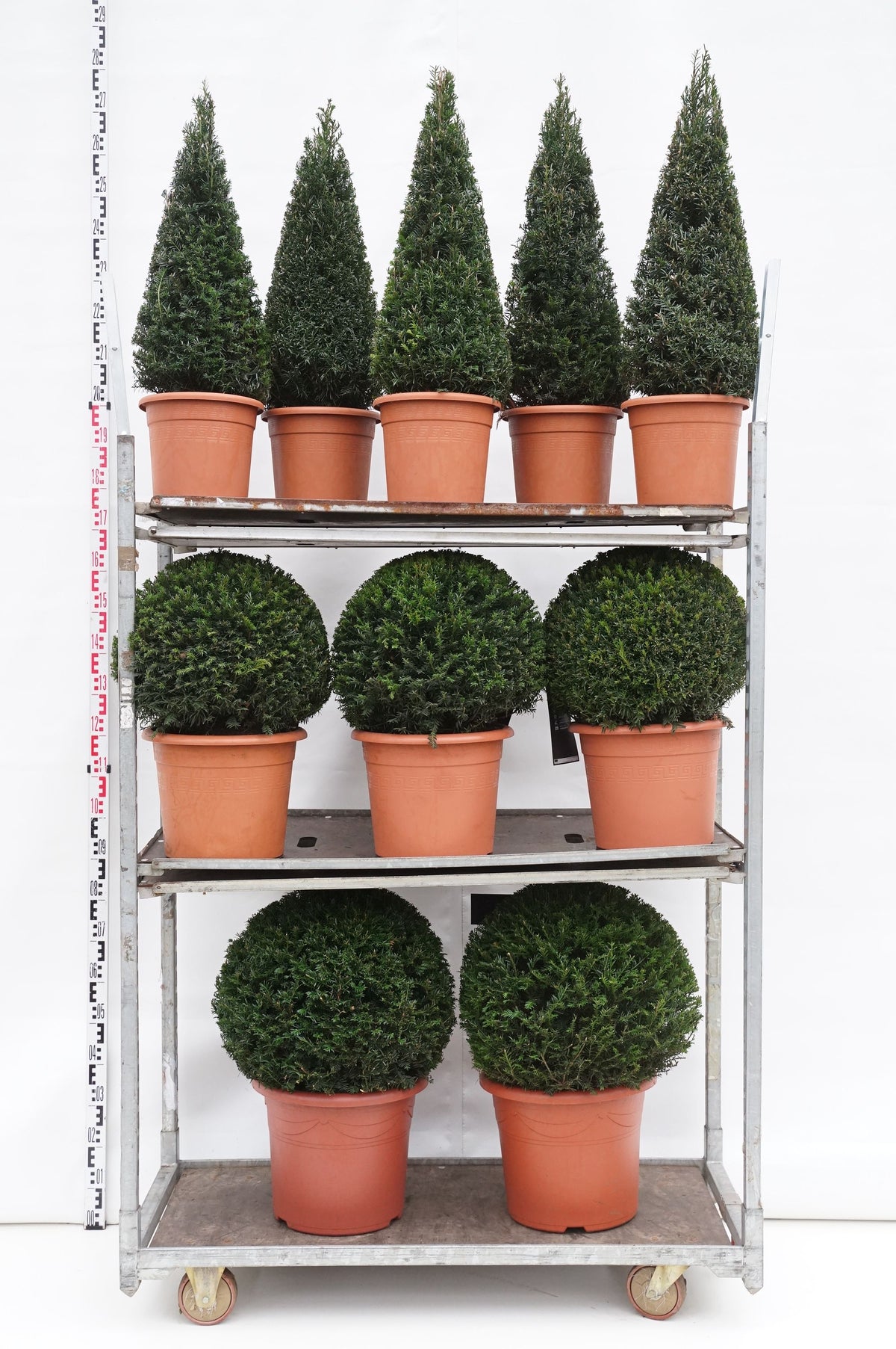 Taxus baccata MIX CC 5
