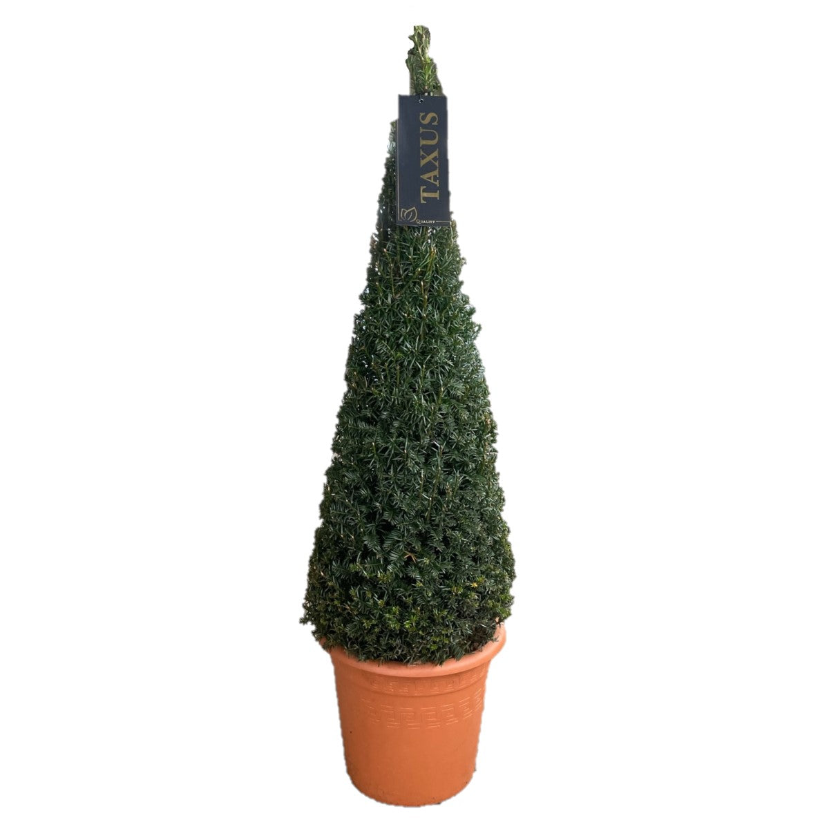 Taxus baccata konformad 70-80 cm C7,5 (7,5 liters kruka)