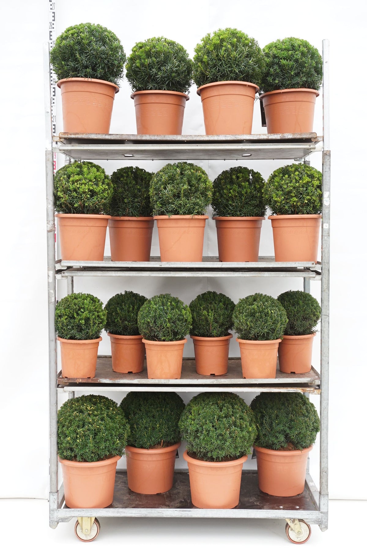 Taxus media i sorter - Mix CC 9