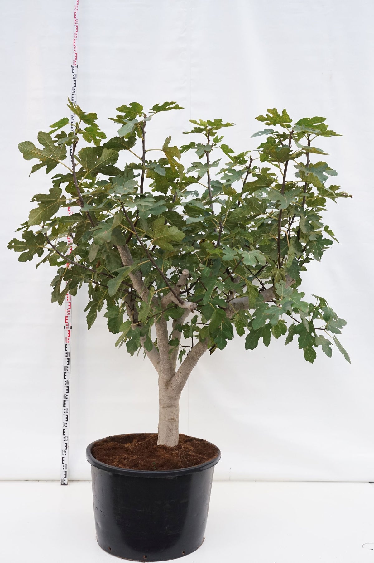 Ficus carica C160 (160 liters kruka) Solitär