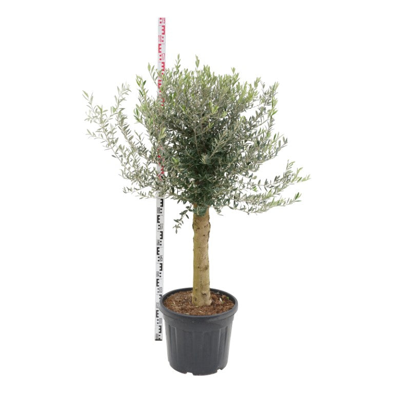 Olea europaea stam 60 cm C45 (45 liters kruka)