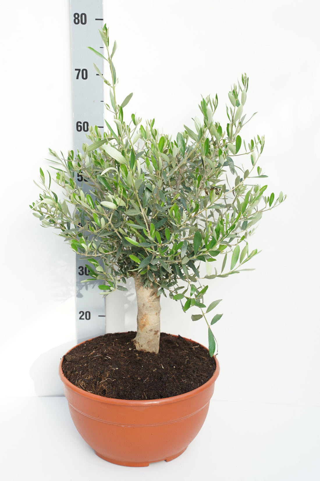 Olea europaea 30 cm dekorkruka