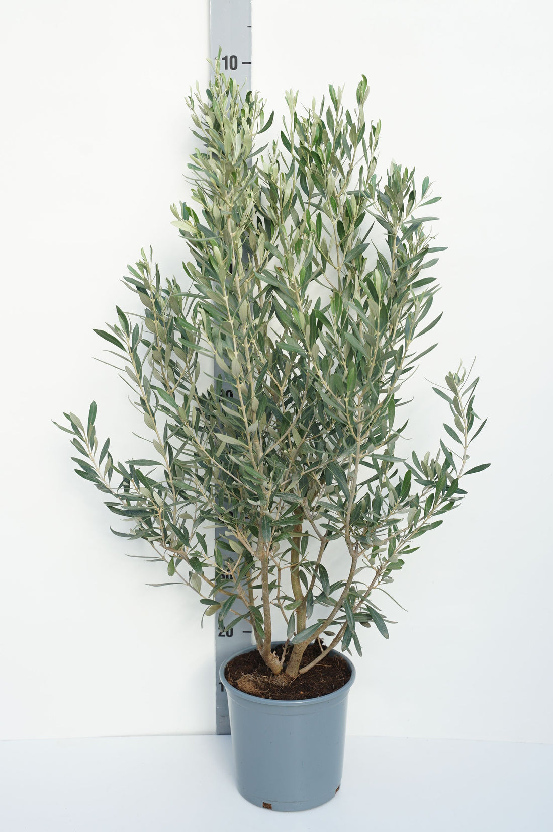 Olea europaea C5 (5 liters kruka) / 23 cm kruka 40-60 cm
