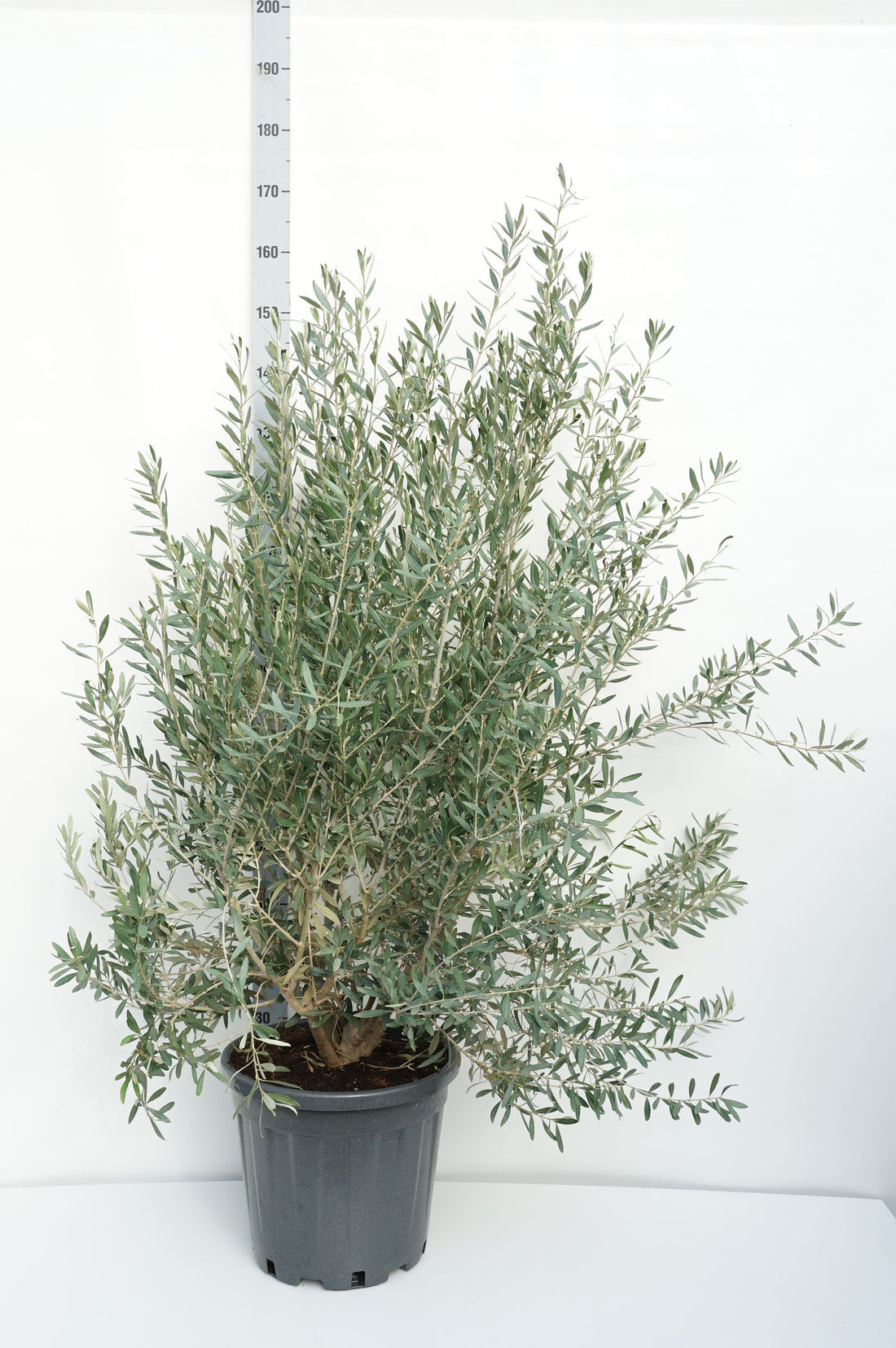 Olea europaea C25 (25 liters kruka) 80-100 cm