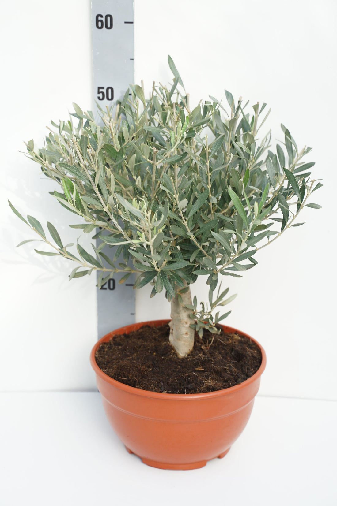 Olea europaea stam 10 cm, C5 (5 liters kruka) / 23 cm kruka