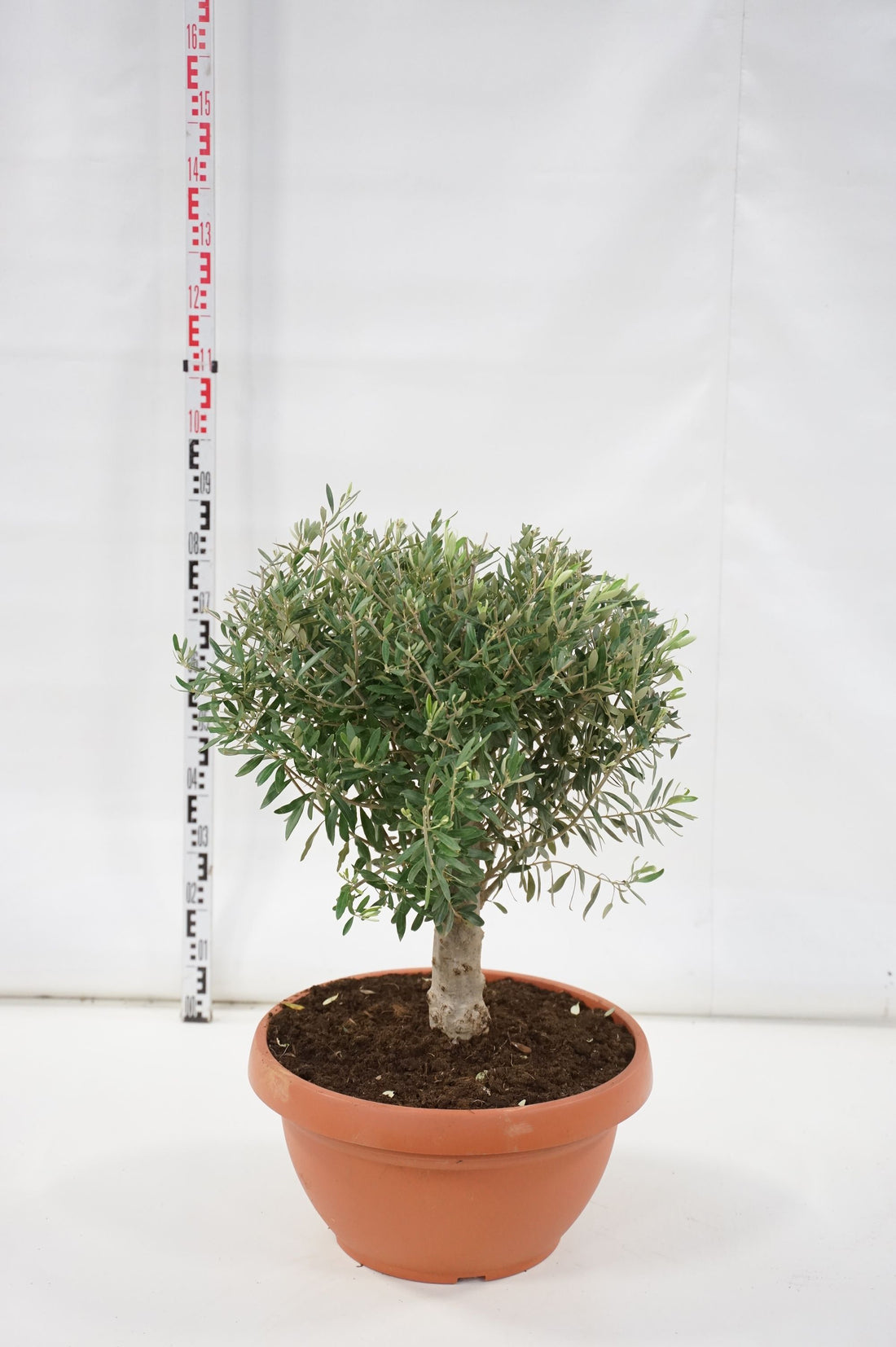 Olea europaea stam 30 cm C35 (35 liters kruka)