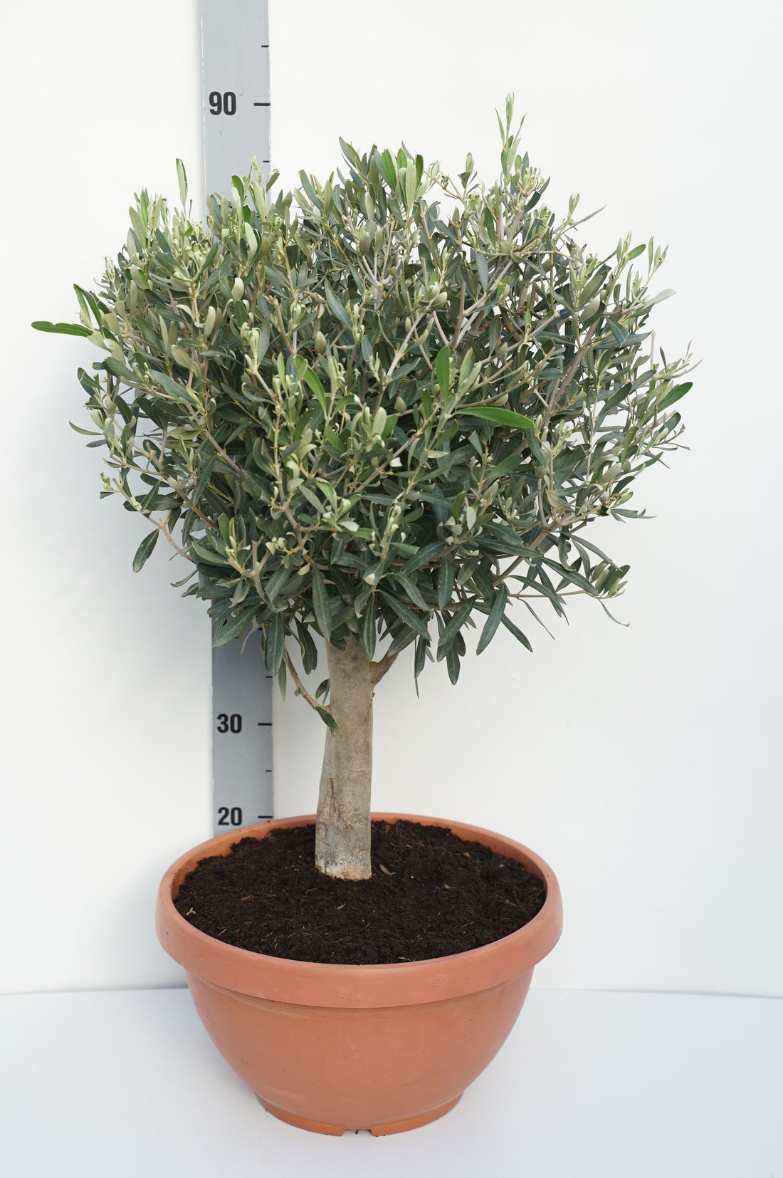 Olea europaea stam 30 cm (35 cm kruka)
