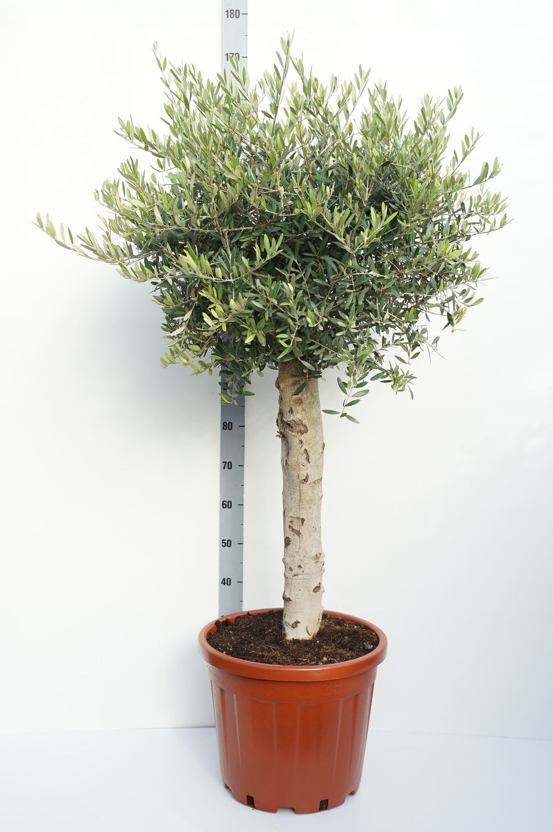 Olea europaea stam 60 cm, C35 (35 liters kruka)
