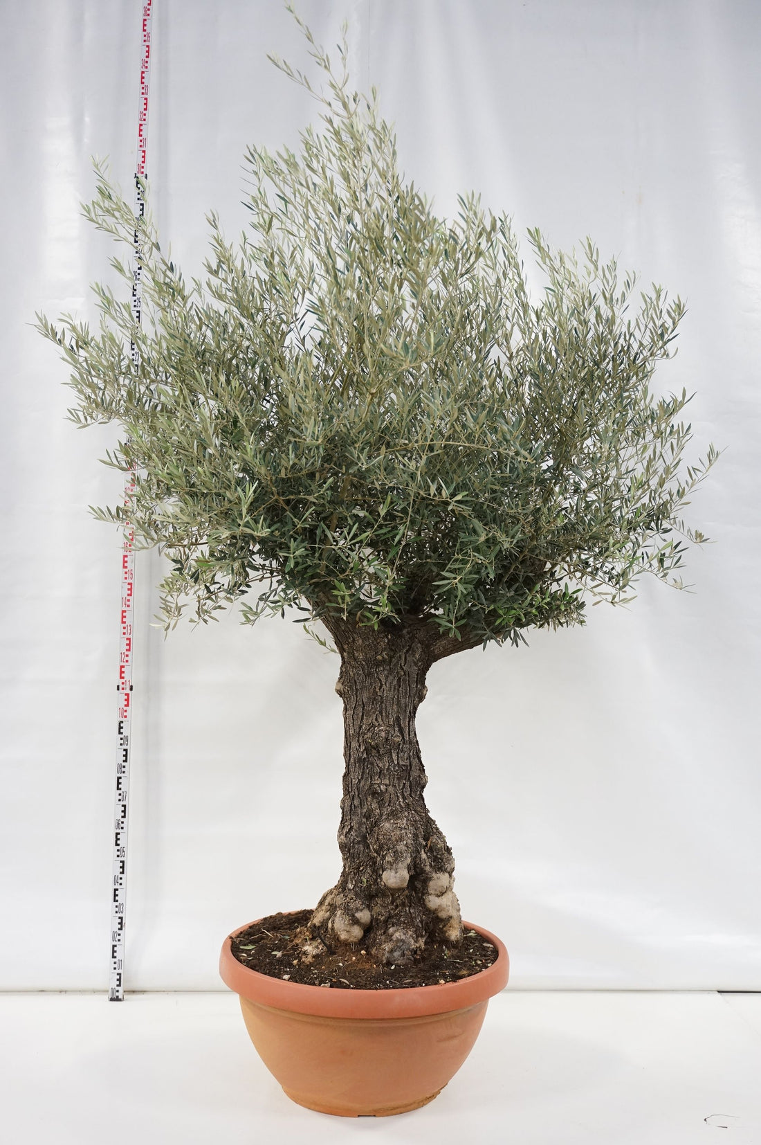 Olea europaea stam 80 cm (omfång 70-80 cm) C180 (180 liters kruka)