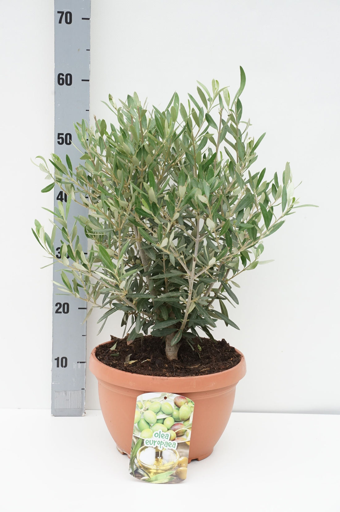 Olea europaea 50-60 cm - C6 (6 liters kruka)