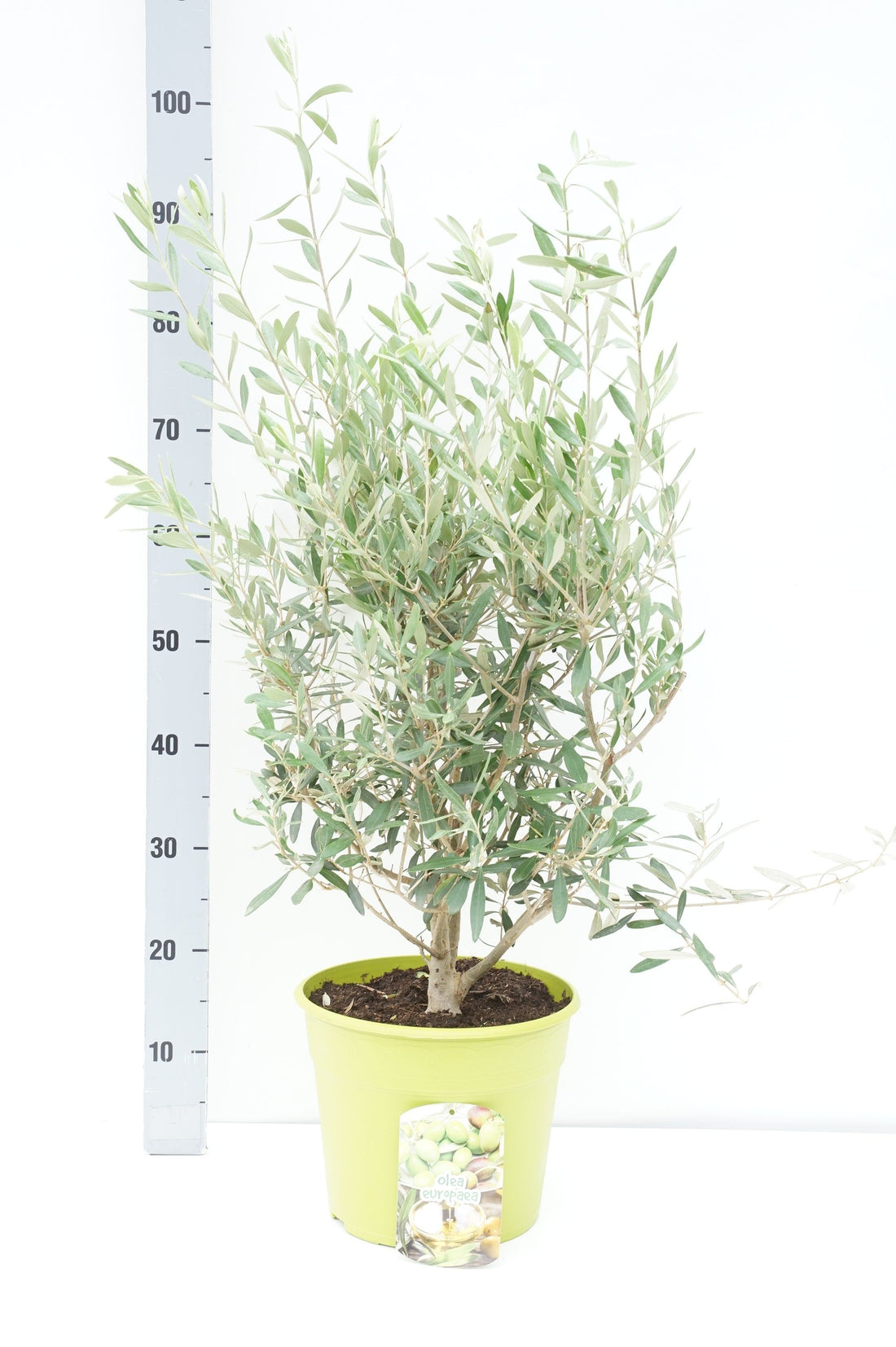 Olea europaea buske C7,5 (7,5 liters kruka / 26 cm kruka)