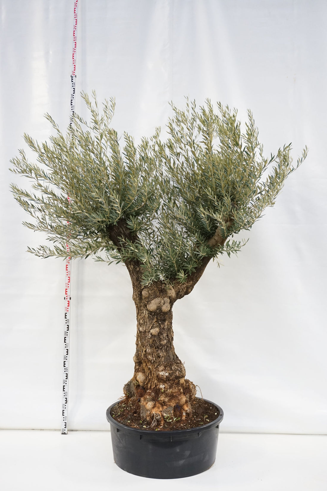 Olea europaea &