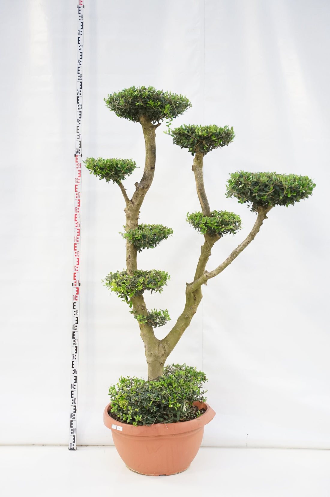 Olea europaea PONPON 180-200 cm 50 cm kruka