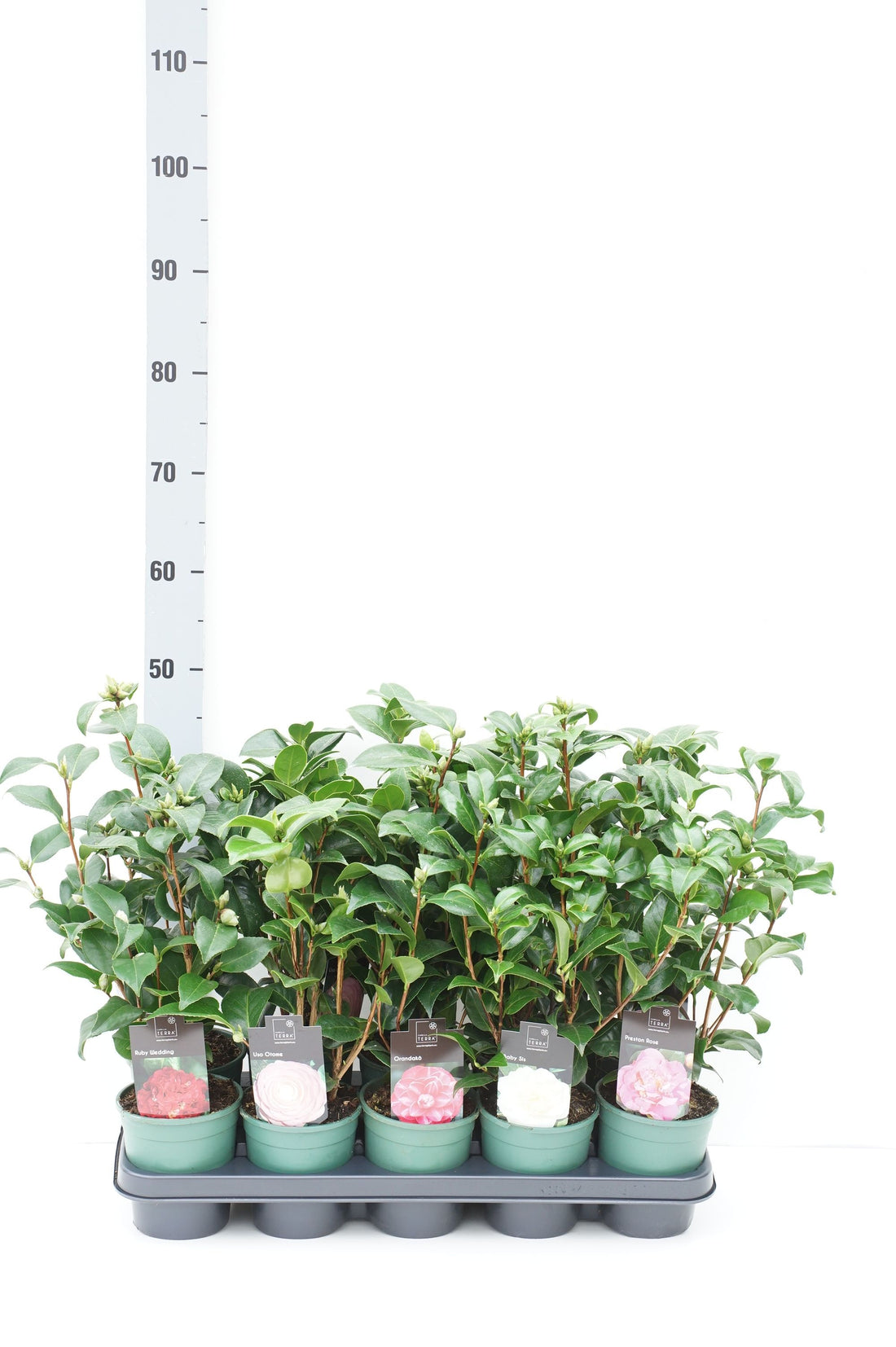 Camellia japonica i sorter 20-30 cm, 10,5 cm kruka