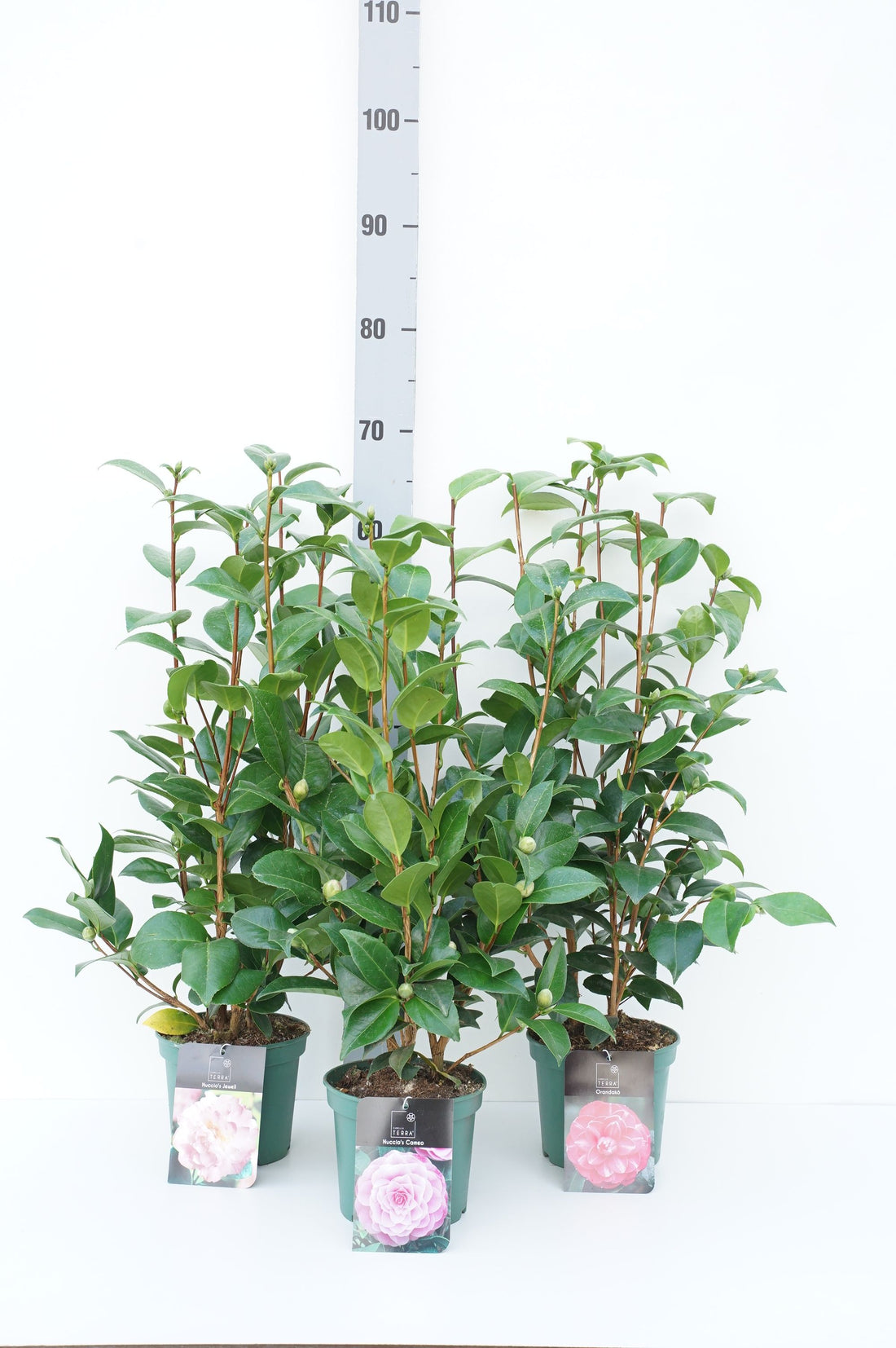 Camellia japonica i sorter C1,5 (1,5 liters kruka) 30-40 cm
