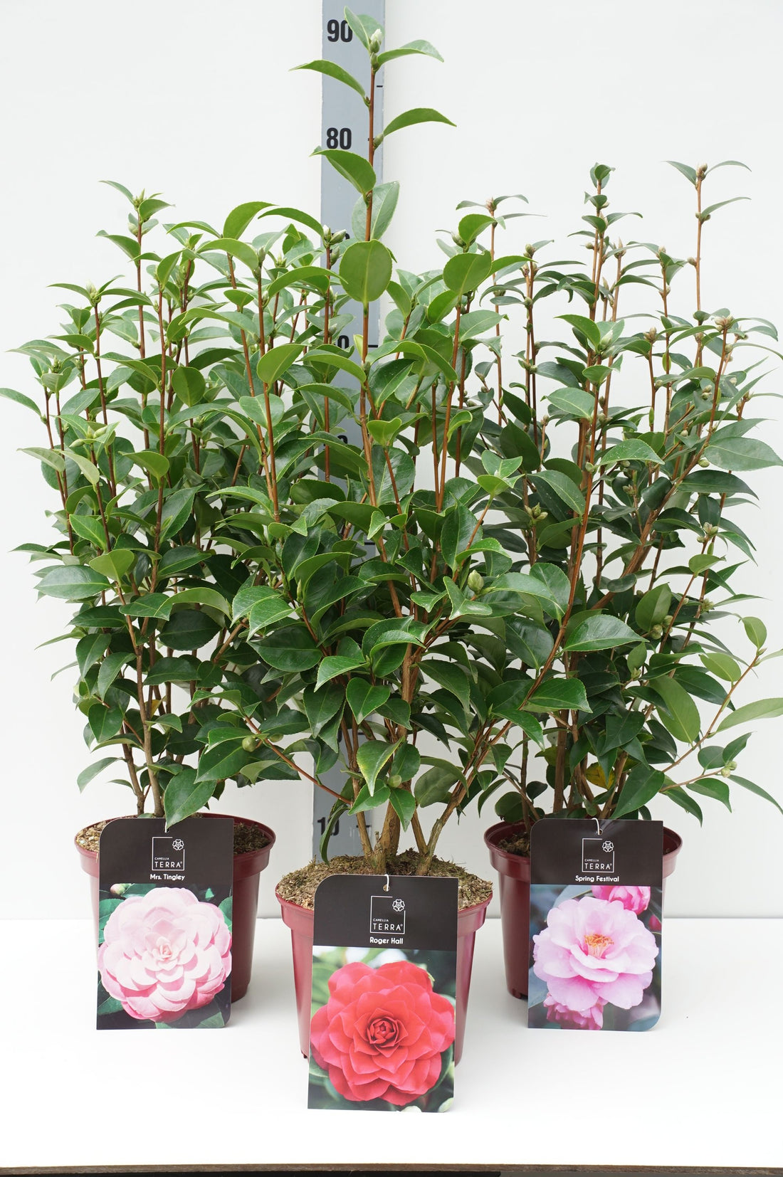 Camellia japonica i sorter C3 (3 liters kruka) 50-70 cm