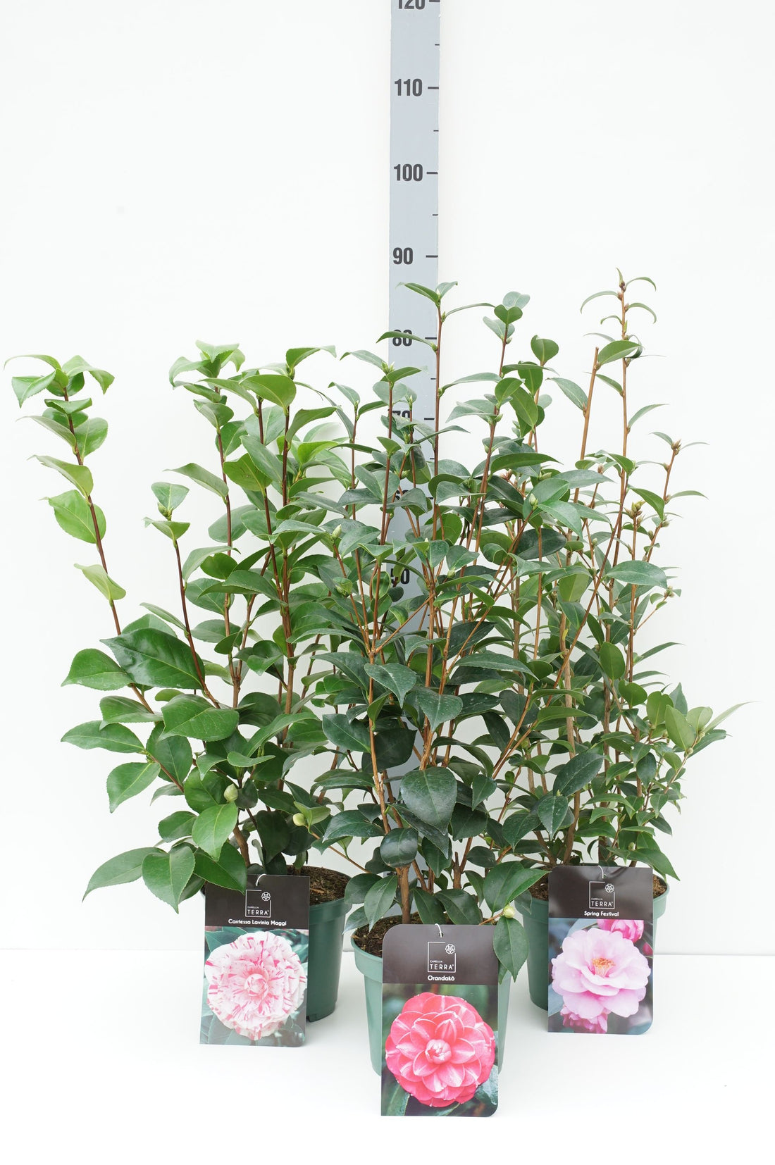 Camellia japonica i sorter C3 (3 liters kruka) / 19 cm kruka 40-60 cm