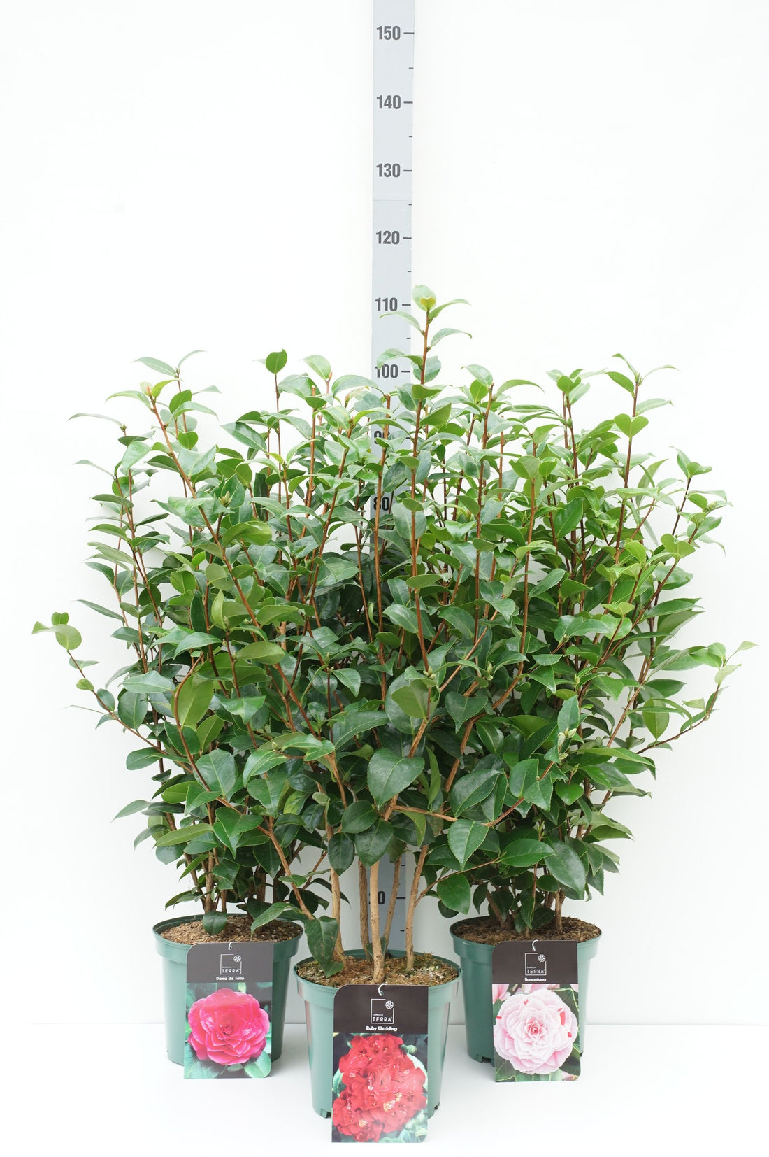 Camellia japonica i sorter C5 / 23 cm kruka 60-80 cm