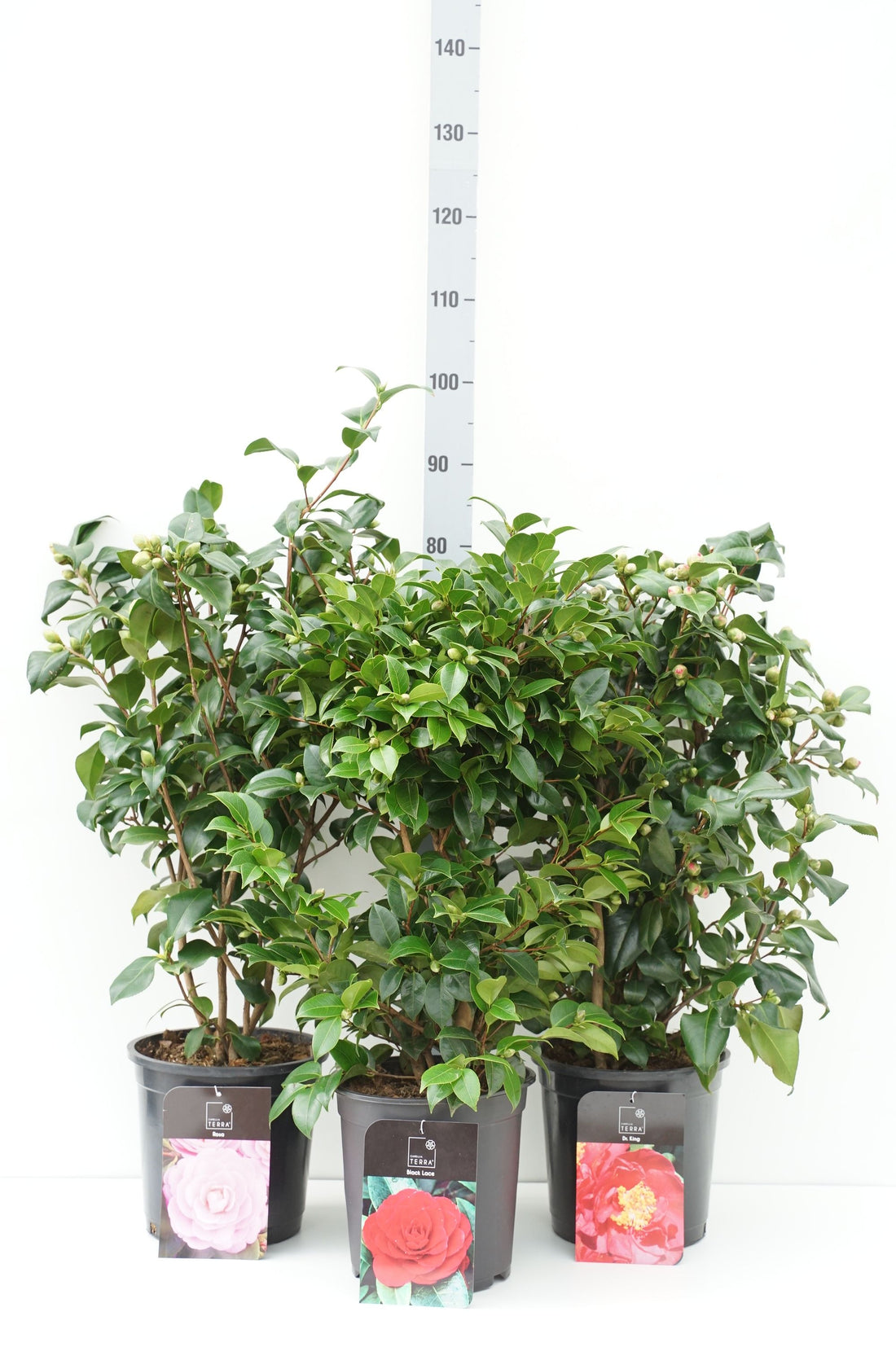 Camellia japonica i sorter C7,5 (7,5 liters kruka) 70-80 cm