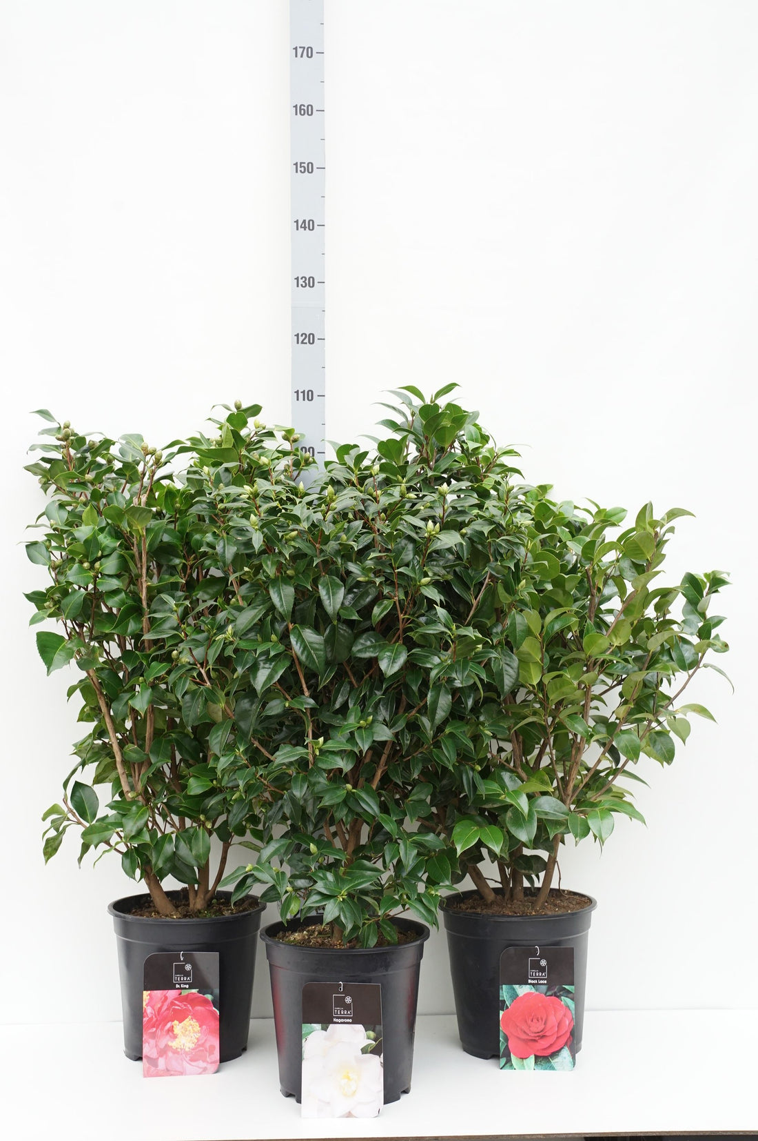 Camellia japonica i sorter 80-100 cm C10 (10 liters kruka)