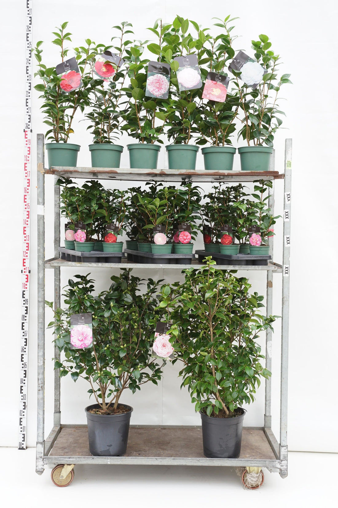 Camellia japonica i sorter MIX CC