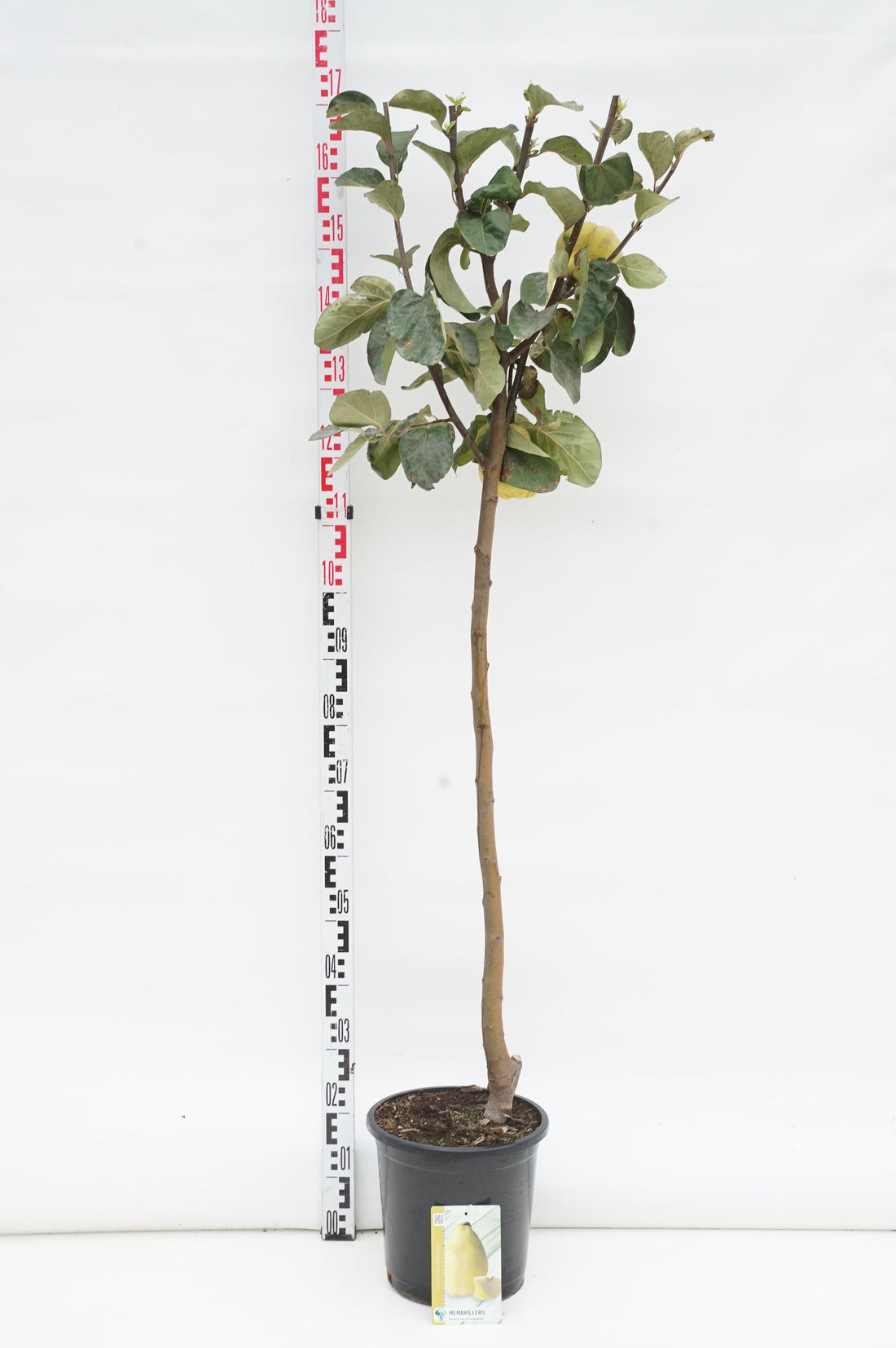 Cydonia oblonga 80 cm stam C10 (10 liters kruka)