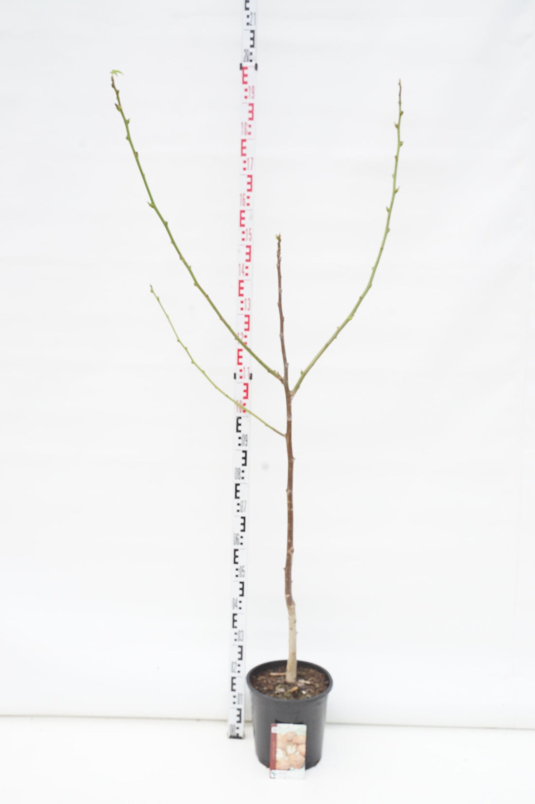 Juglans regia (Valnöt) C10 (10 liters kruka) 175-200 cm