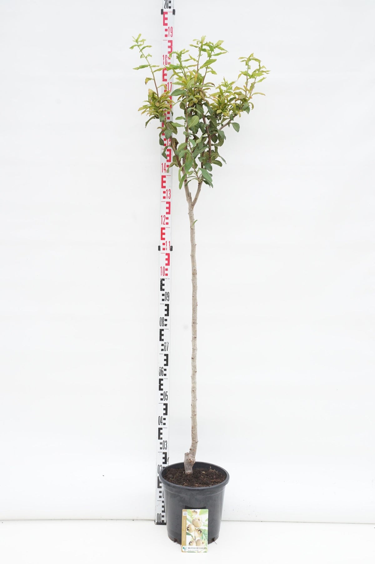 Mespilus germanica C25 (25 liters kruka) 200-225 cm