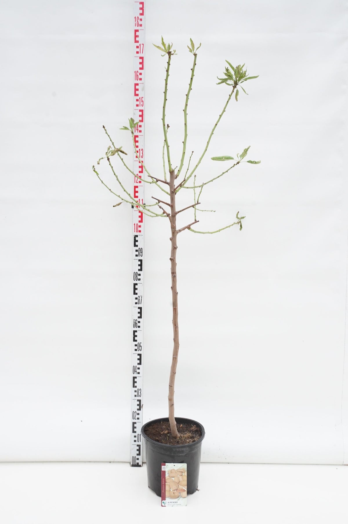 Prunus dulcis - Mandelträd Högstam 6-8 cm C35 (35 liters kruka)