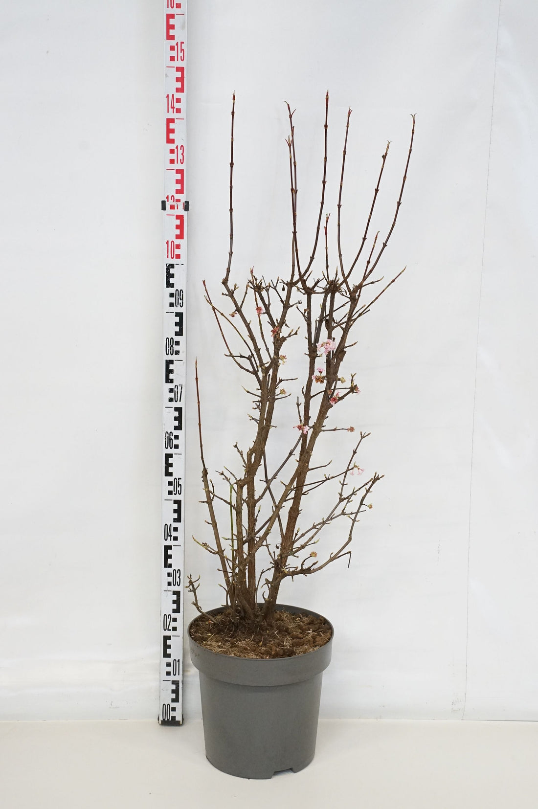 Viburnum bodnantense &