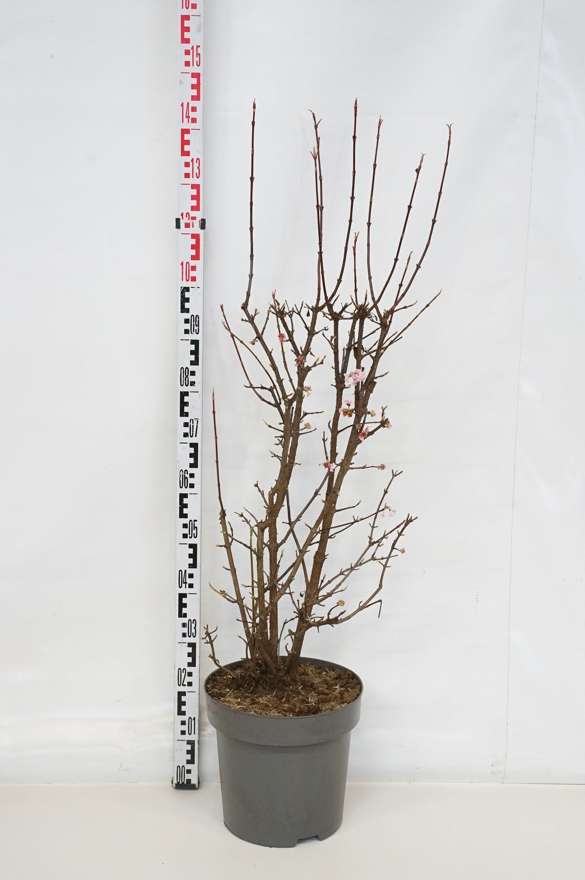 Viburnum bodnantense &