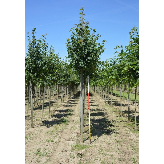 Skogslind - Tilia cordata &