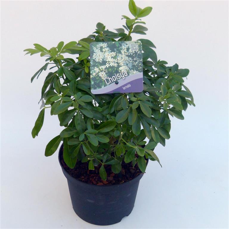 Choisya ternata 25-30 cm, C2 (2 liters kruka)