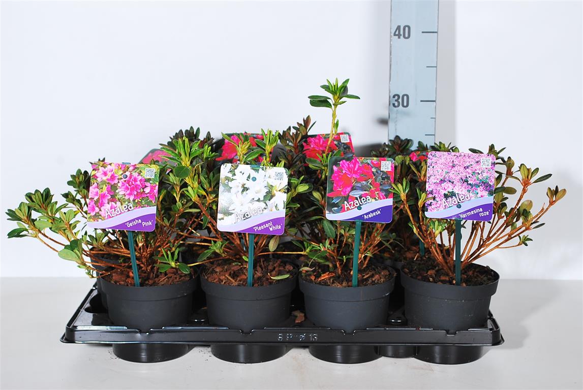 Rhododendron (AJ) i sorter C1/13 cm kruka 15-20 cm