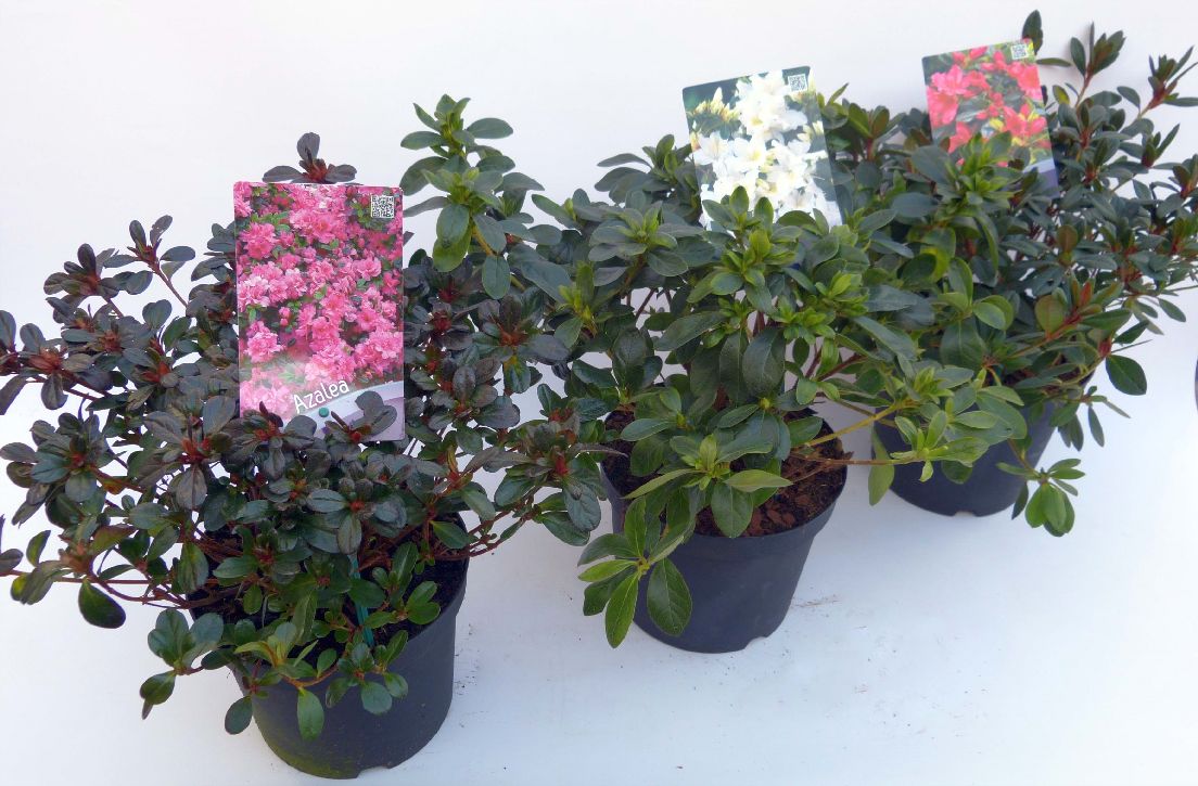 Rhododendron (AJ) i sorter C3 / 19 cm kruka 30-35 cm