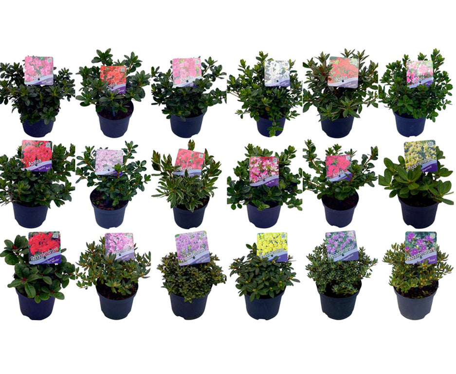 Rhododendron &