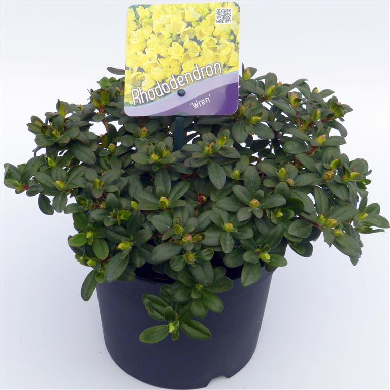 Rhododendron &