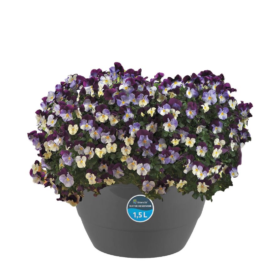Viola &