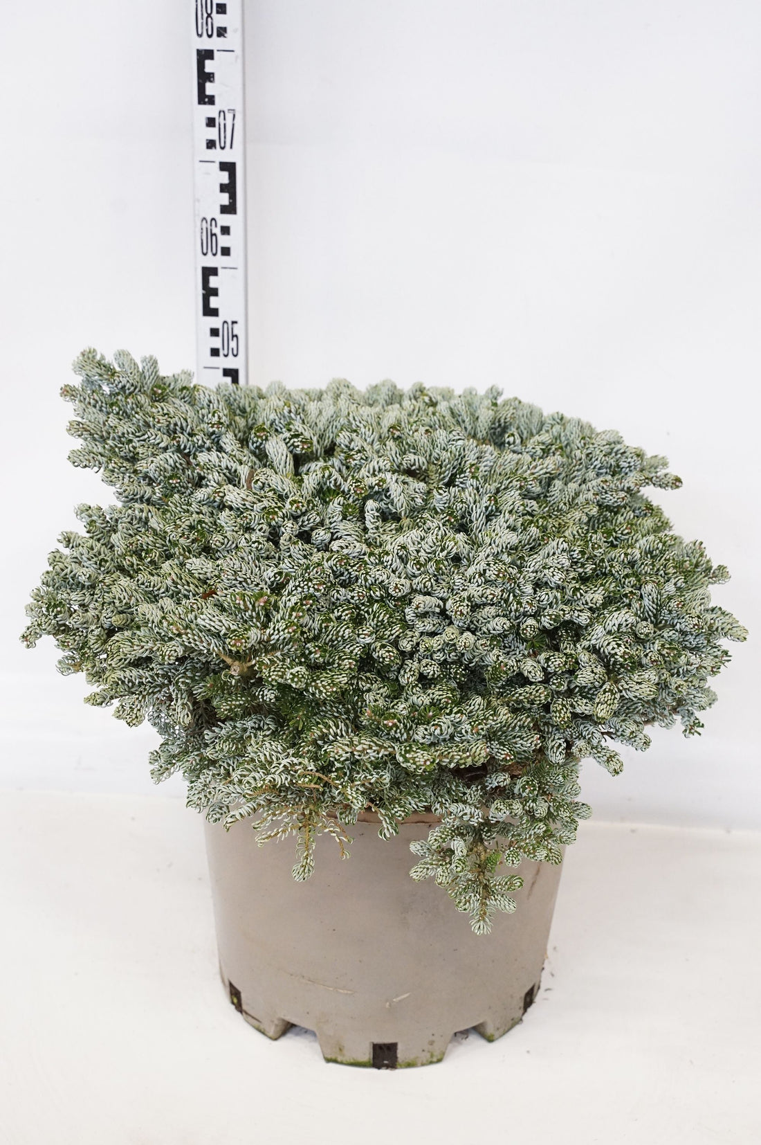 Abies koreana &