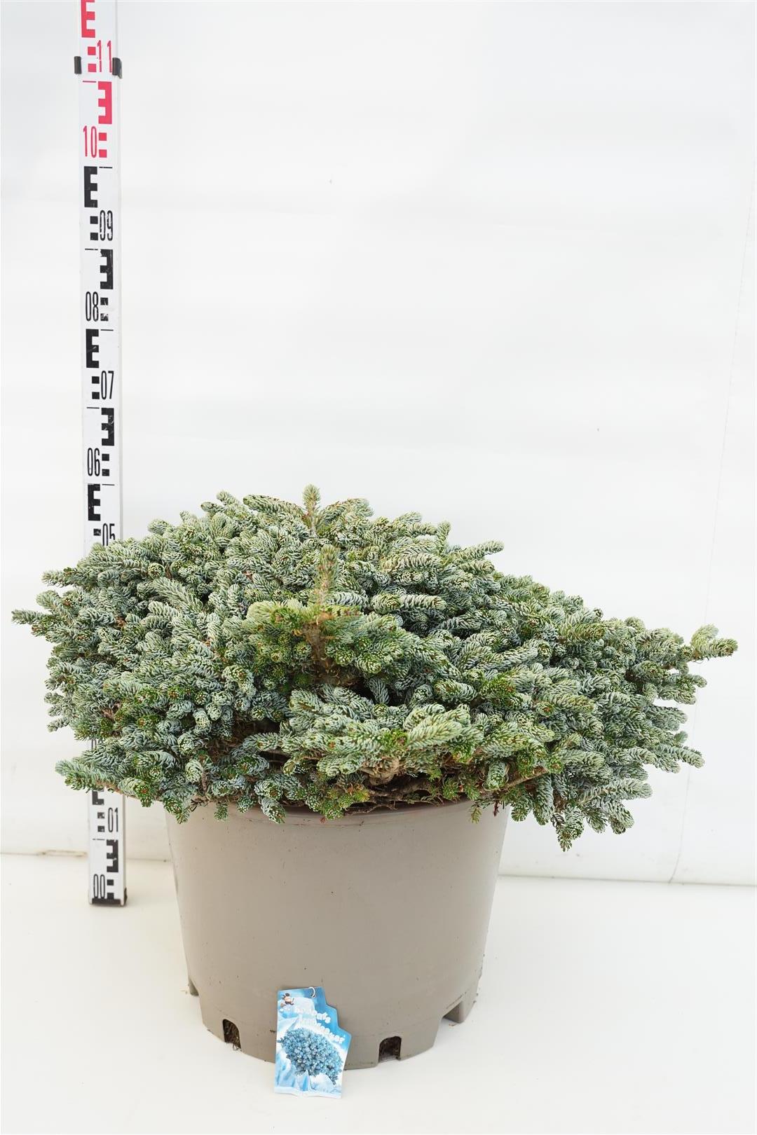 Abies koreana &