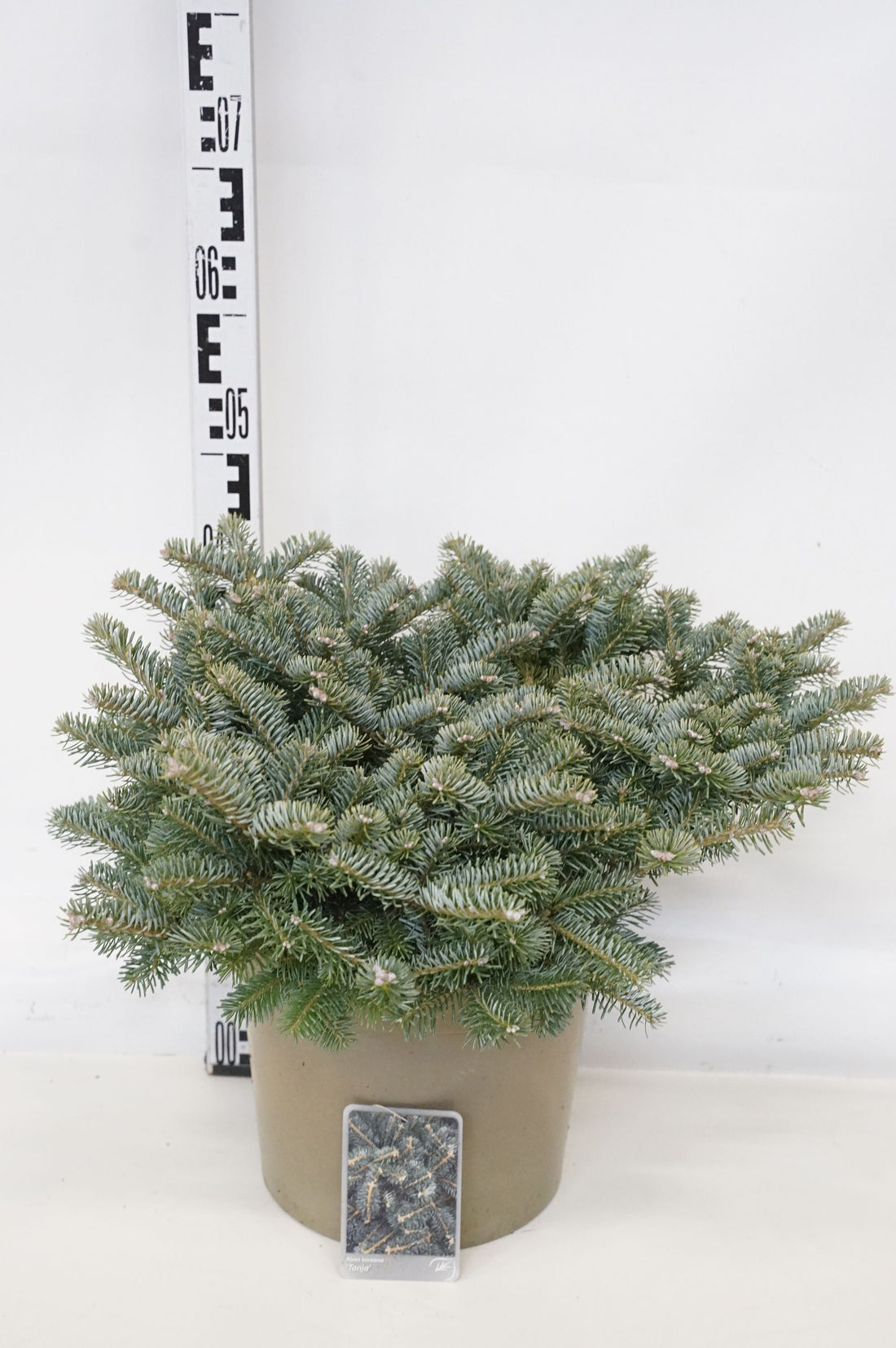 Abies koreana &