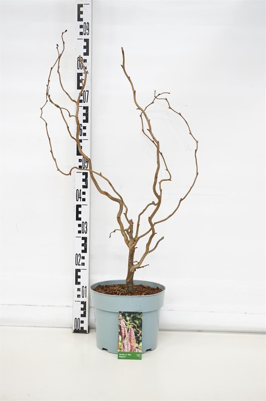 Corylus avellana &